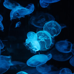 Moon Jellyfish in aquarium tank version 3