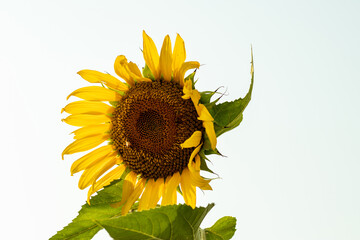 Sunflower Helianthus annuus is an annual plant with a large daisy-like flower face