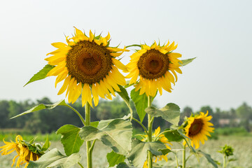 Helianthus or Sunflower oil is pressed from the seeds of the sunflower