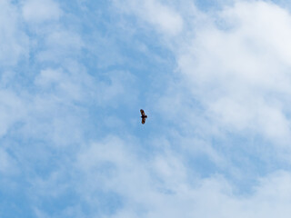 Naklejka na ściany i meble High flying falcon in the sky looking for food