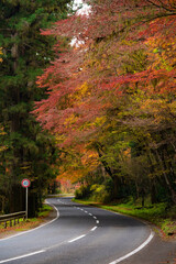 紅葉の道 縦構図