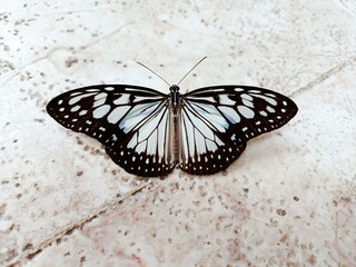 Fototapeta na wymiar Ghostly pale butterfly with black patterned wings on rough tile floor