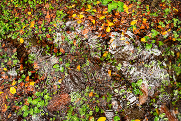 Colorful leaves and water ripples