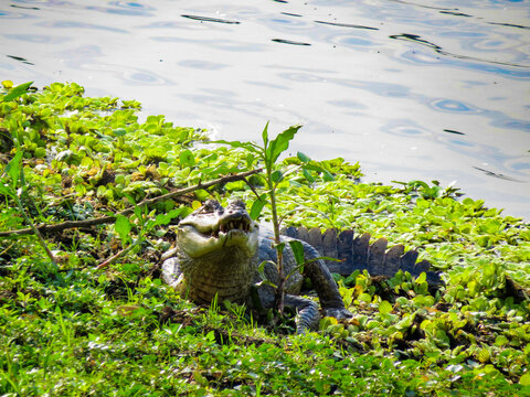 caiman llanero