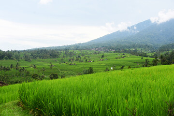 Obraz premium Rice terrace at Babahan village, at Tabanan regency of Bali Indoneaia