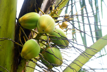 Coconut tree, with fruits and flower in close up