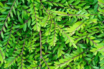 green leaf background texture