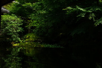 Fototapeta na wymiar Japanese garden of Rurikoin temple at early summer