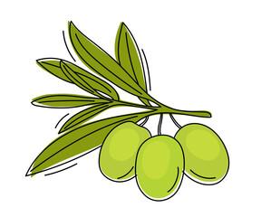 Hand drawn green olives with leaves isolated on a white background. Vector illustration.