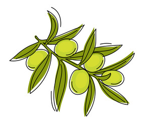 Hand drawn branch with green olives isolated on a white background. vector illustration.
