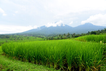 Rice terrace at Babahan village, at Tabanan regency of Bali Indoneaia