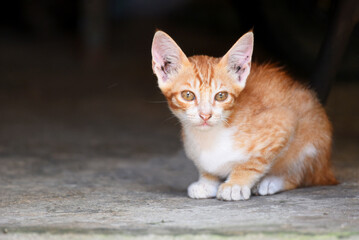 Fototapeta na wymiar Small Balinese cat, on yellow color in close
