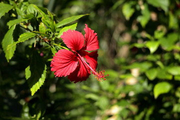 トロピカルな赤い花