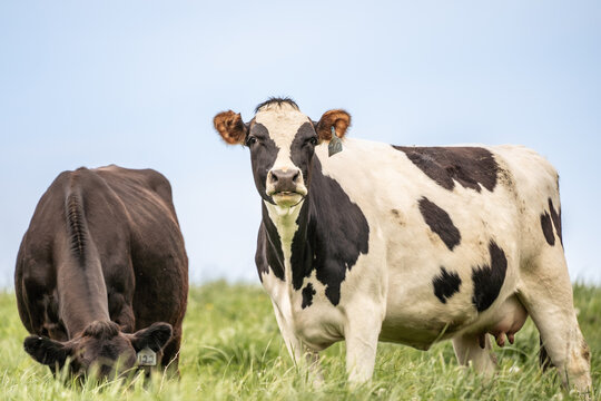 Cow grazing in field in rural Pennsylvania