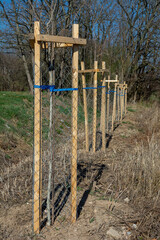 Mesh tree guard protecting young tree from wildlife damage. Seedling or sapling fenced with metal...