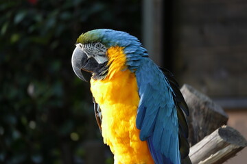 動物園のルリコンゴウインコ