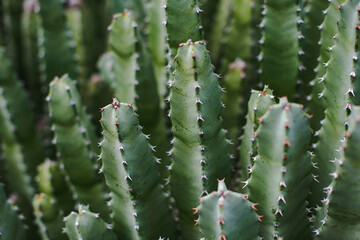 Cactus in Focus