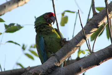 Guacamaya  verde volando libre en Zapopan, Mexico. Cerca del Bosque Centinela.
Ara Militaris es la especie de guayacamaya de la fotografia.