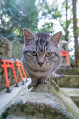 京都  伏見稲荷大社に暮らす人懐っこい野生の子猫