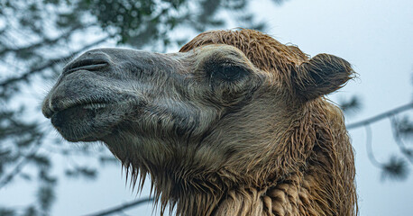 Fototapeta premium Close up of Camel