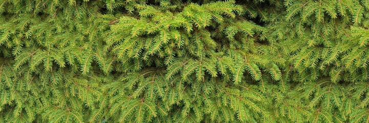 Green small spruce brunches with short needles, spring or summer background. Green banner. Natural texture.