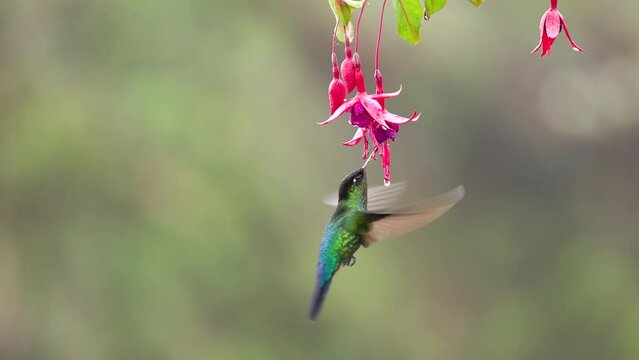 slow motion clip as a fiery-throated hummingbird hovers and feeds on a fuchsia flower at a garden in the cloud forest of costa rica