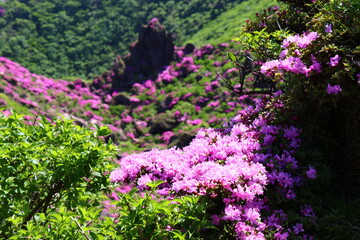 ミヤマキリシマが咲き誇る由布岳、お鉢巡り