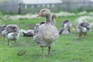 Gray beautiful geese in a pasture in the countryside walk on the green grass. Livestock farm birds. Animal breeding.