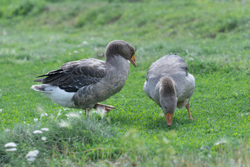 Gray beautiful geese in a pasture in the countryside walk on the green grass. Livestock farm birds. Animal breeding.