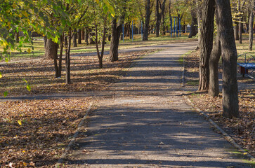 An empty city park. An asphalt path among the fallen leaves on the lawns.