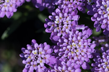 Cute beautiful flowers in the garden close-up. Selective small focus and nice bokeh. Fairytale world of plants. Nature green and vibrant petals.