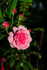 a rose with water droplets on its petals