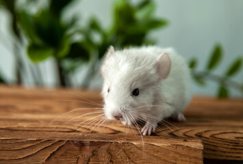 Our little white chinchilla looking at the camera, portrait
