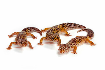 Three geckos on a white background.