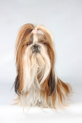 Naklejka na ściany i meble shih tzu long hair dog isolated on studio 