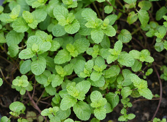 Mint leaves on mint tree, Peppermint on nature background.
