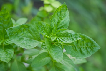 Fresh green basil herb leaves , Sweet basil on nature background.