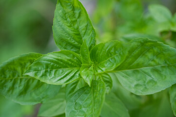 Fresh green basil herb leaves , Sweet basil on nature background.