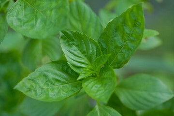 Fresh green basil herb leaves , Sweet basil on nature background.