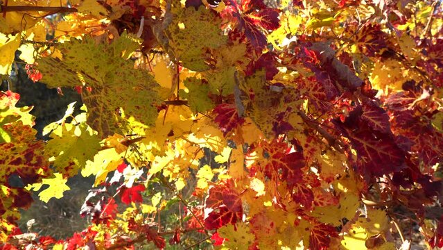 Grape leaves turning yellow, orange and red as the fall season approaches