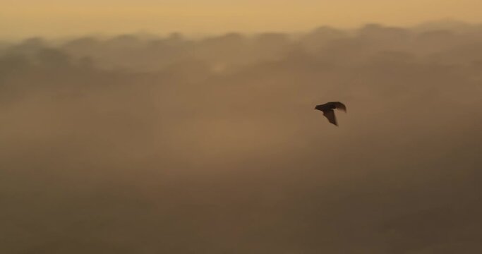 One bat flying over Tambopata rainforest at sunrise in Peru. Tracking shot