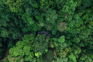 road and green trees from above in the summer forest