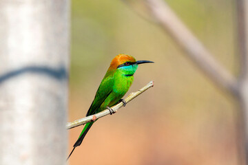 The blue-cheeked bee-eater (Merops persicus) is a near passerine bird in the bee-eater family, Meropidae