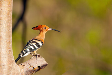 Fototapeta premium Hoopoe bird in the jungles of Vietnam. Hoopoes are colourful birds found across Africa, Asia, and Europe, notable for their distinctive 
