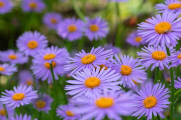 Fototapeta premium Aster tongolensis beautiful groundcovering flowers with violet purple petals and orange center, flowering plant in bloom