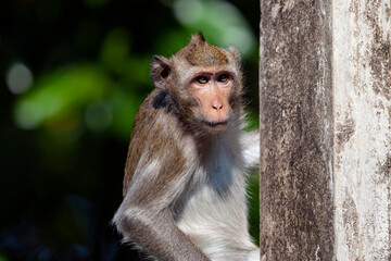 Macaque close-up in its natural habitat.