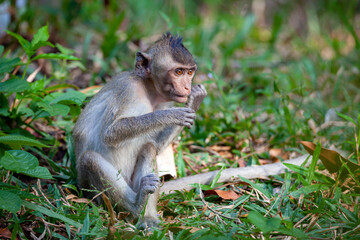Macaque close-up in its natural habitat.