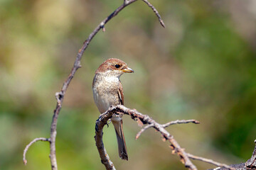 The red-backed shrike (Lanius collurio) is a carnivorous passerine bird and member of the shrike family Laniidae
