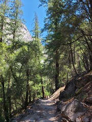 Pine forest along the John Muir trail at Yosemite National Park, California