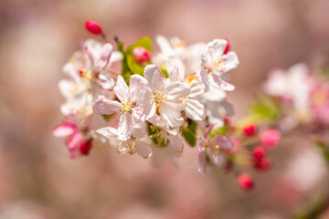 White flower and pink bud on apple tree. Blooming apple tree in spring. Close-up	